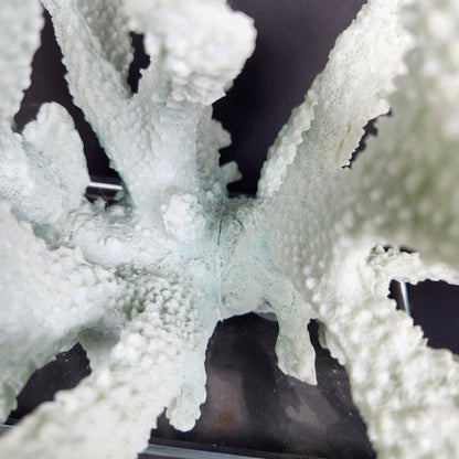Seafoam Faux Coral Sculpture on Glass Base | Coastal Chic Decor