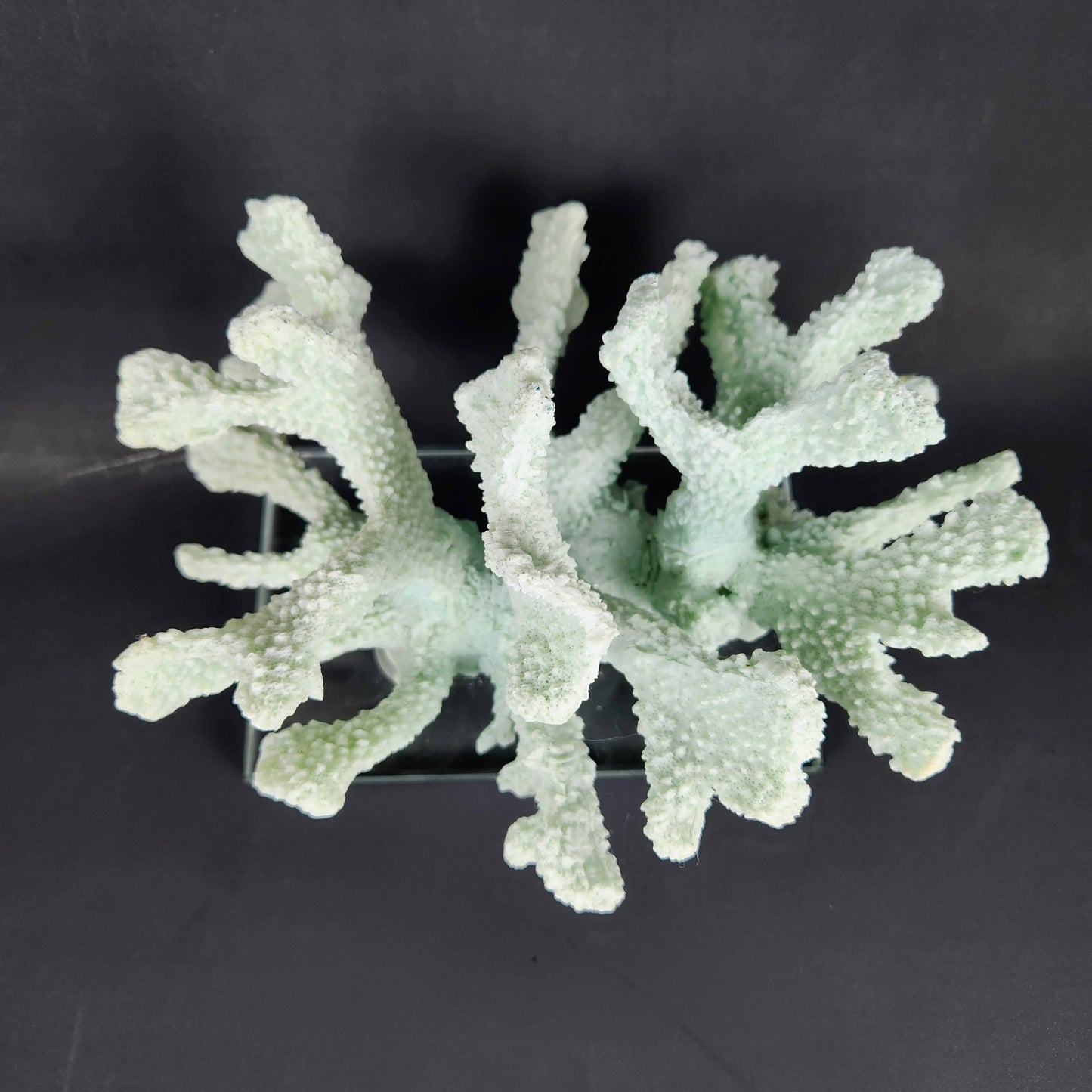 Seafoam Faux Coral Sculpture on Glass Base | Coastal Chic Decor