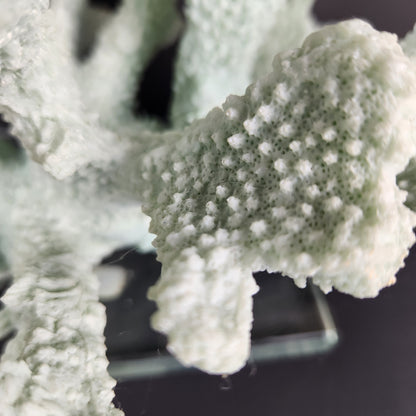 Seafoam Faux Coral Sculpture on Glass Base | Coastal Chic Decor